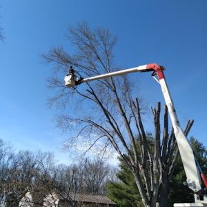 Bowman Tree Service