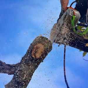 Complete Tree Care