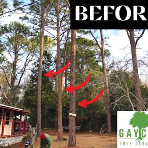 Gaycas Tree Services Columbia South Carolina