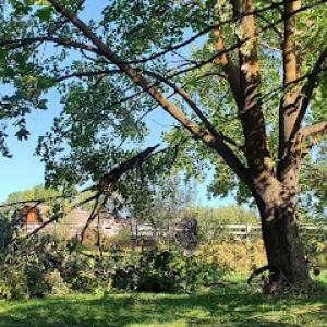 Thin Guys Tree Service