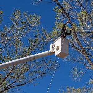 Terry's Tree Service