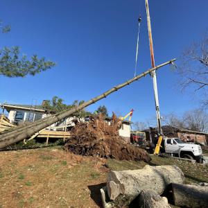 Team Green Tree Service