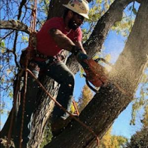 Precision Timber Felling