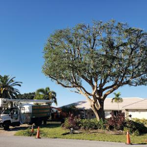 The Tree Dudes - Tree Removals & Tree Services