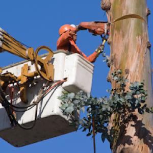 Tree World Nursery & Landscaping