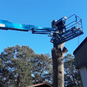 Dirt cheap tree service