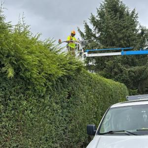 JF Hedge Trimming