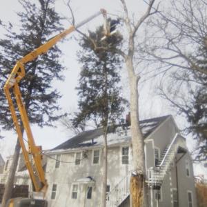 Mankato Tree Pros