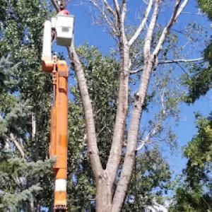 Scott's Tree Service