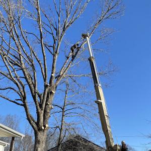Lowden’s Tree Service