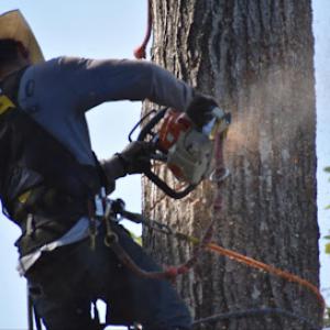 Tello Tree Services