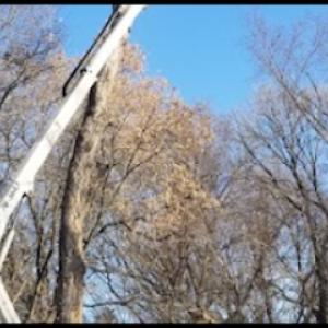 Pierce Tree Cutting Service