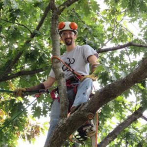 Arbor Works Tree Care