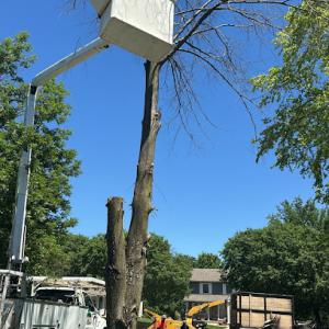 Elder's Tree Service