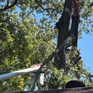 Brush Hog LLC Tree Service