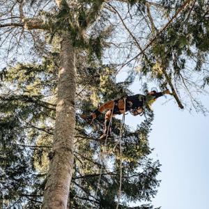 Western Washington Tree Service