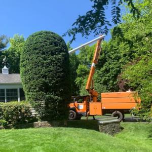 Silva Tree Service