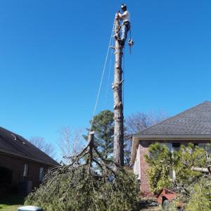 Mann Tree Service