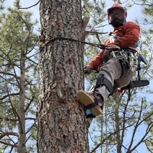 Pineland Tree Services