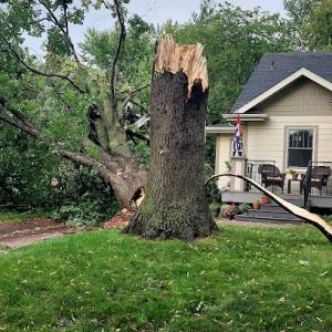 Denny Young Tree service,LLC