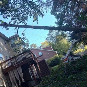 Hunts Hazardous Tree Removal & Trimming