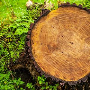 David's Stump Grinding