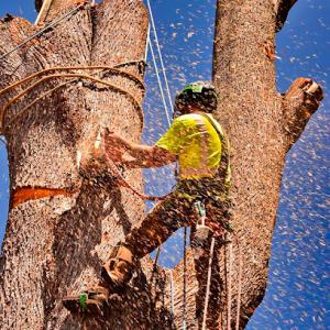 Primal Tree Service