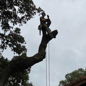 Aldrich Tree Services