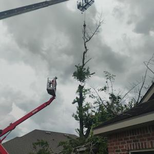 Logan's Tree Service