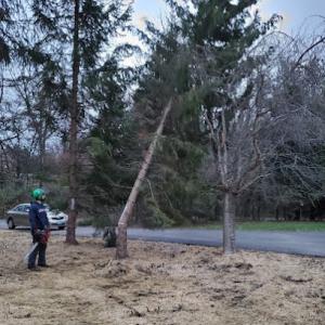 Foundations Tree Experts