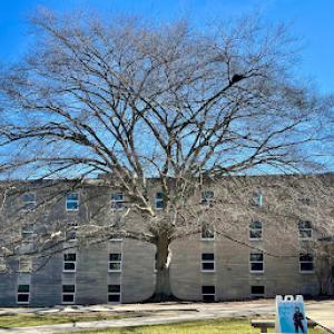 Arc Tree, Inc. - Consulting Arborist, Tree Risk Assessment, Tree Appraisal, Tree Preservation