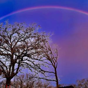 Tree Dr LLC. Tree Care Services