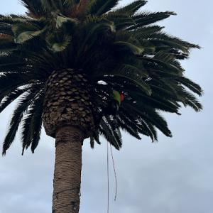 National Wildfire Prevention