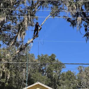 Tree services land clearing & Excavation