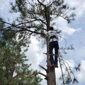 L&R Tree Service