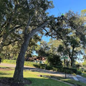 Arborist Pros Tree Service