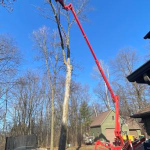 Triatik's Tree Service