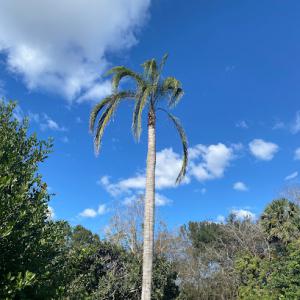 Earnest Touch Tree Service