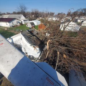 Mike Davis Tree Service