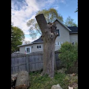 Timber Nation Tree Service