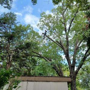 Branson Tree Removal