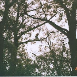 Arundel Tree Service