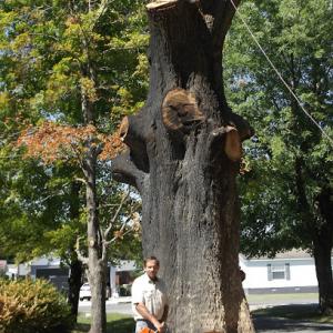 Bill Stegmeier Tree Service