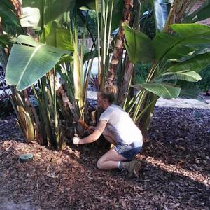 Kings Tree Service