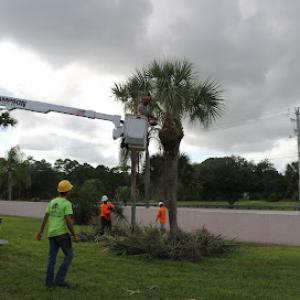 Sampson Tree Service