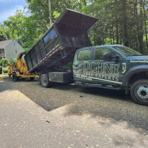 Dohne Tree Experts