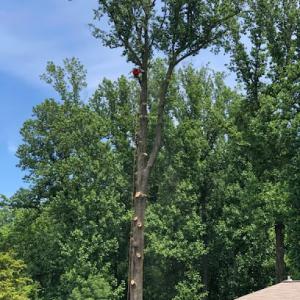 Pro Tree Services