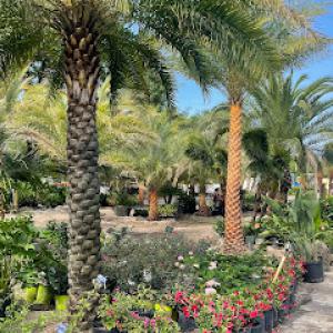 Palm Brothers Landscaping & Nursery