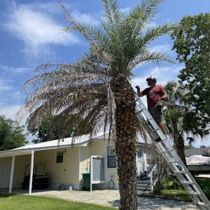 No limbits palm n tree