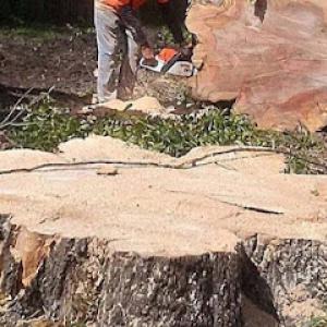 Emerald Coast Stump Grinding